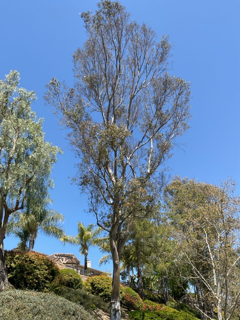 Tall tree with peeling bark, set against a blue sky, surrounded by other greenery and a hillside home.