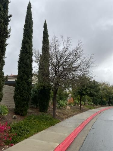 Sidewalk next to a road with tall green trees and a bare tree under a cloudy sky.
