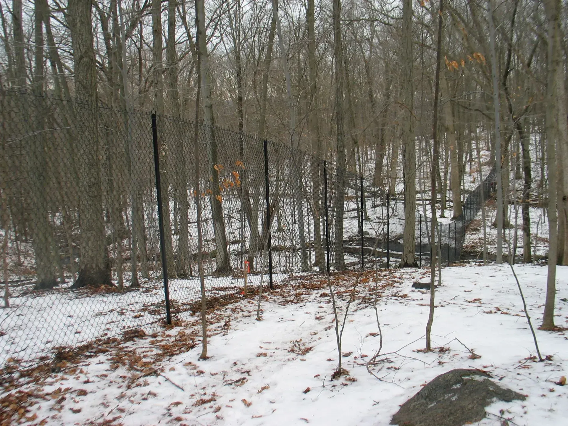Snowy forest with a fence and bare trees.