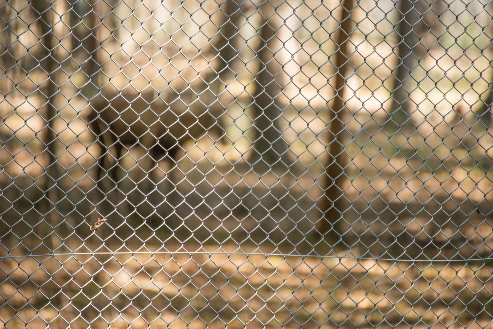 A blurred view of a brown animal in a forest behind a chain-link fence.