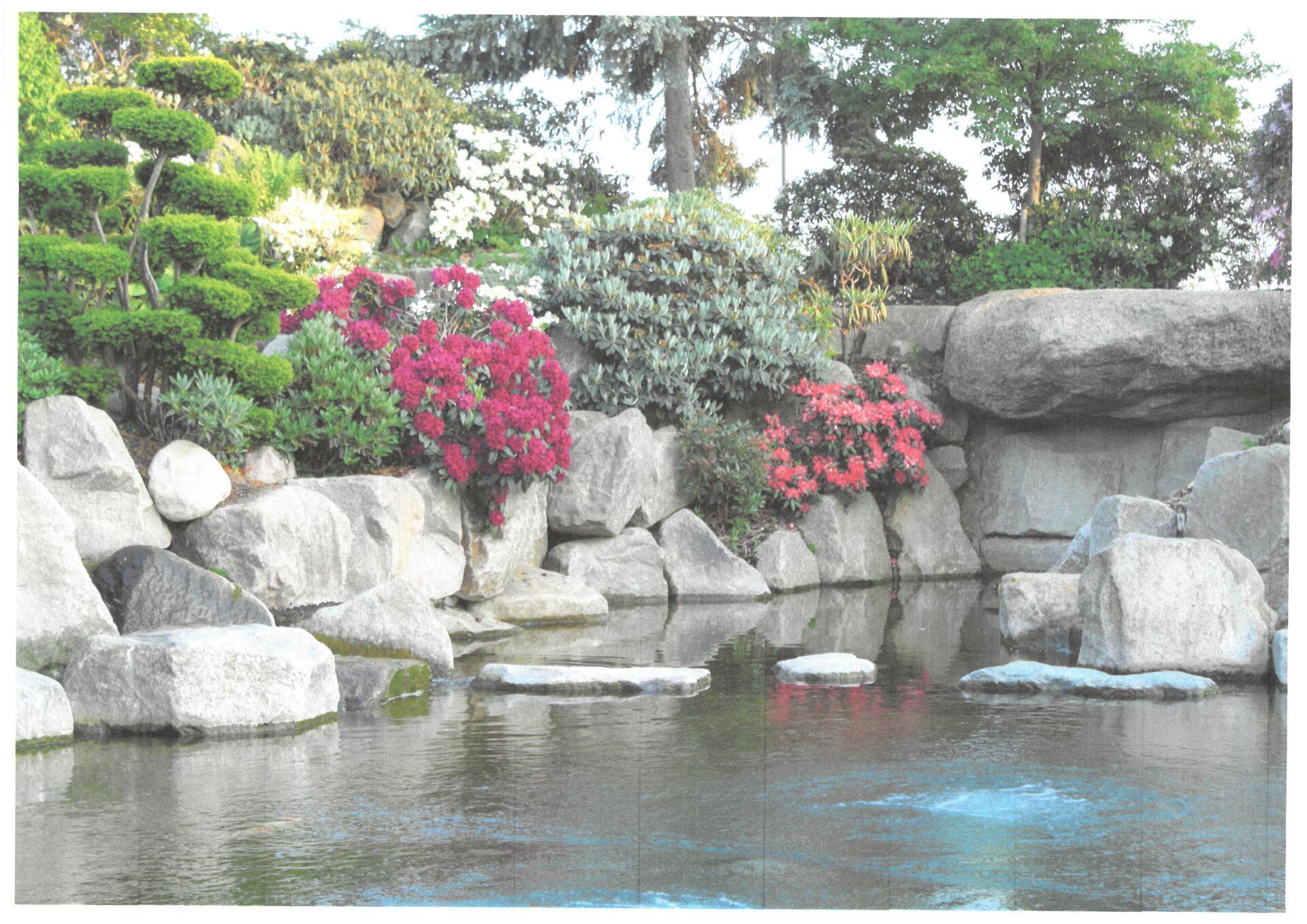 Buske i stenhave med en stor dam