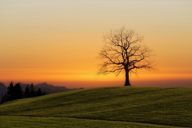 cremation services in or near Greenwood IN