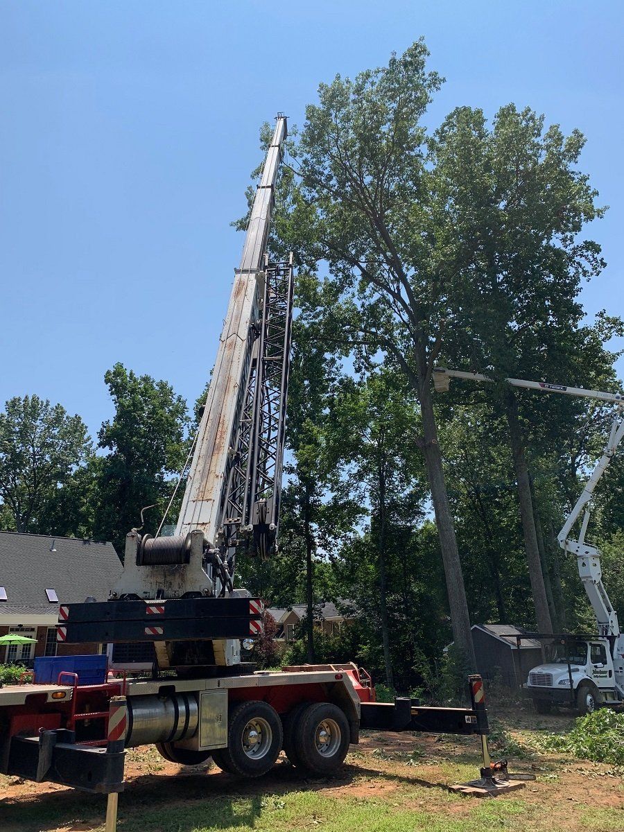 Tree Removal — Trimming Tree Using Heavy Machine in York, South Carolina