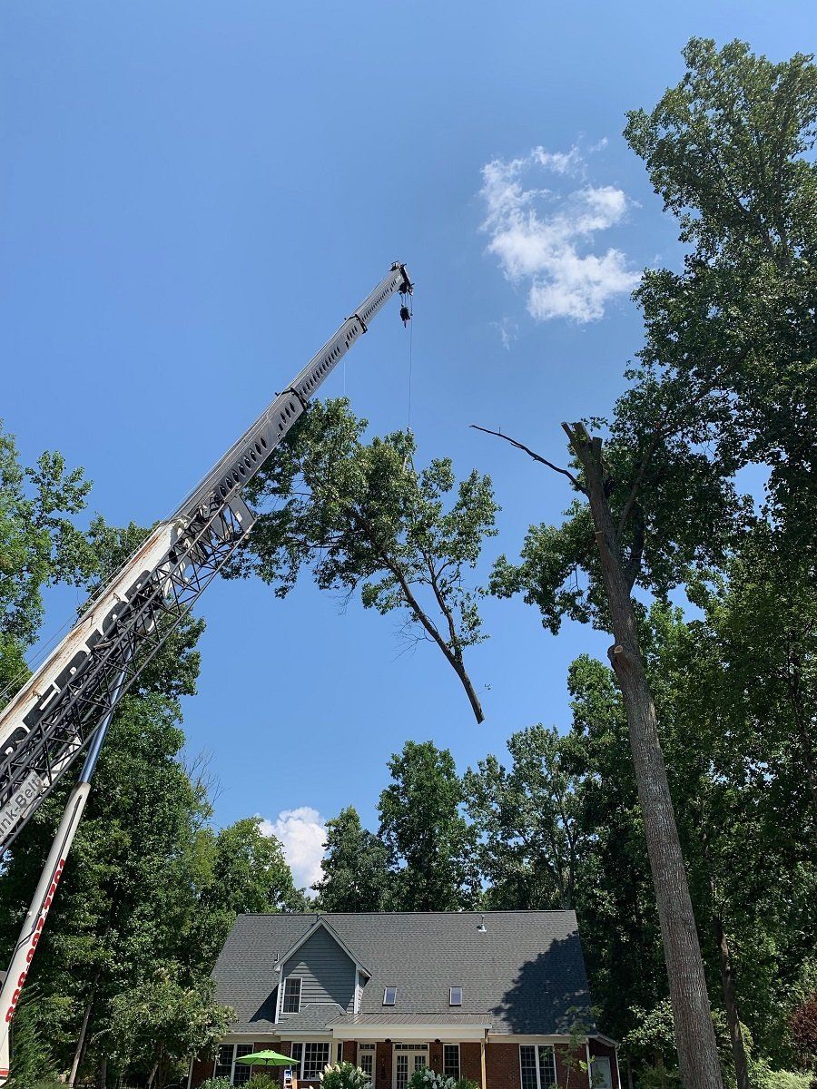 Heavy Truck Lifting Huge Tree — York, South Carolina — Smarr's Tree Service LLC