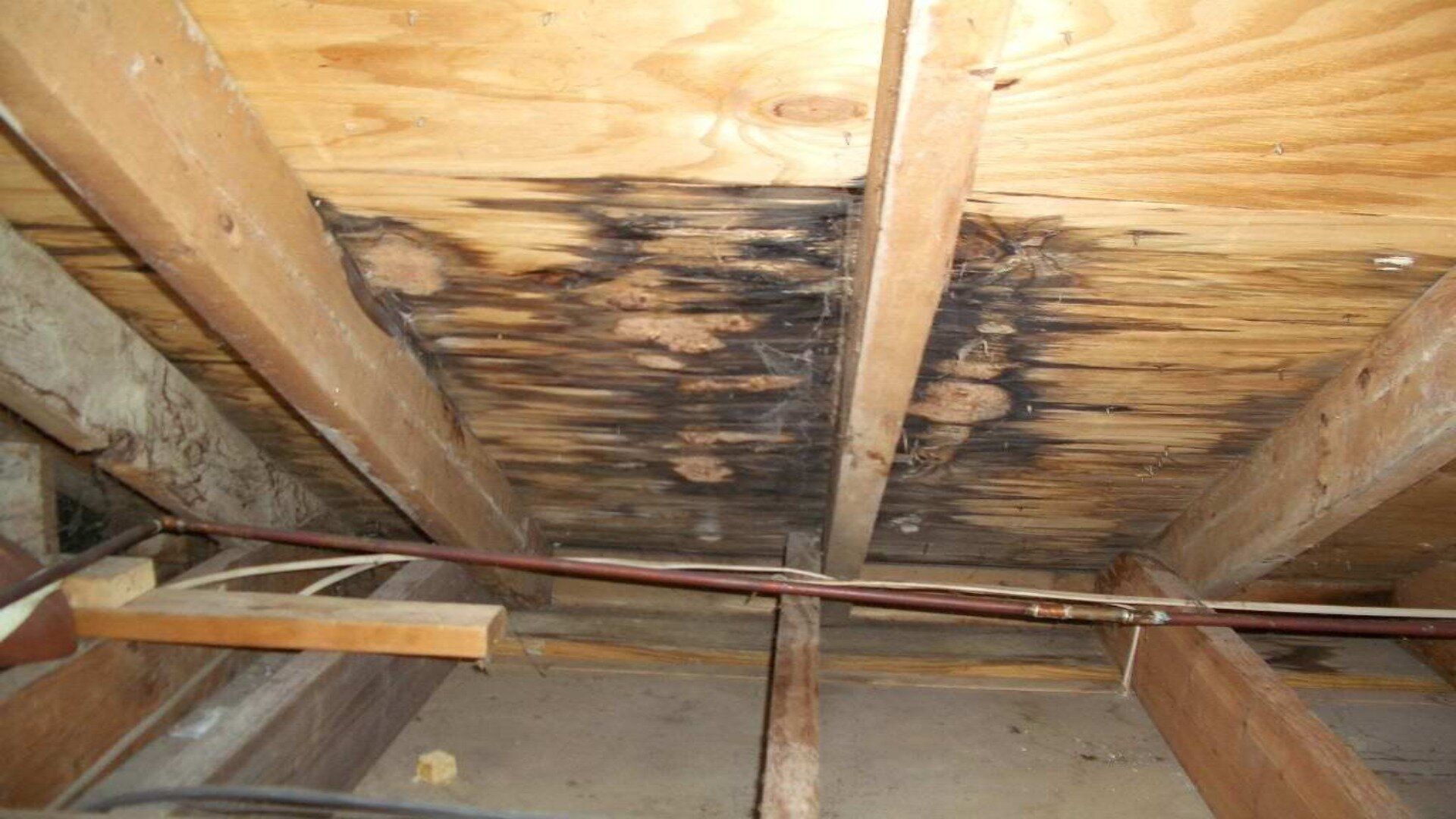 Mold and water leak damage in attic caused by missing shingles.