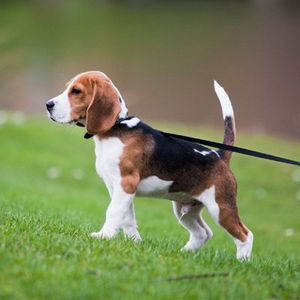 Dog behaviour problems