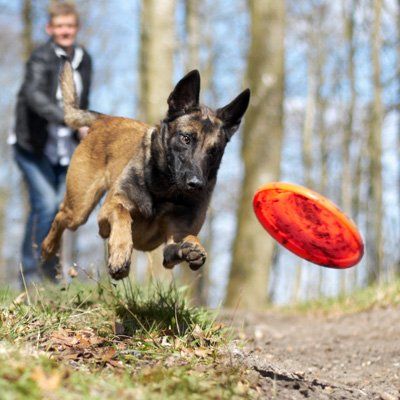 About Chestnut Lodge Dog Training