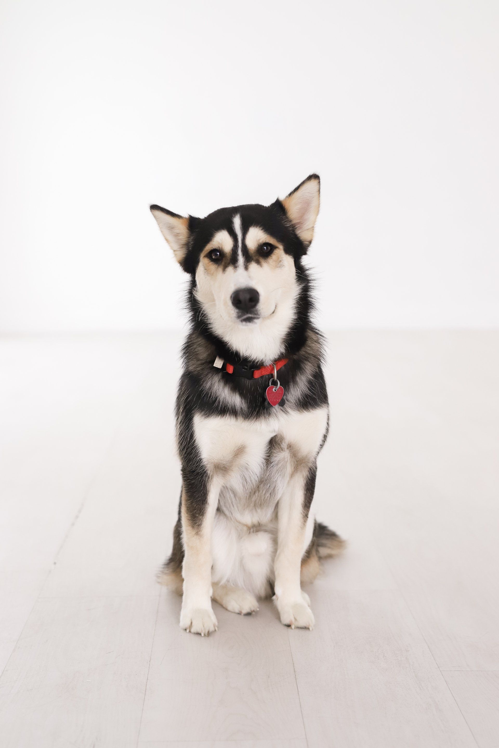 A husky dog is sitting on the floor and looking at the camera as part of therapy dog in Grapevine Texas. 