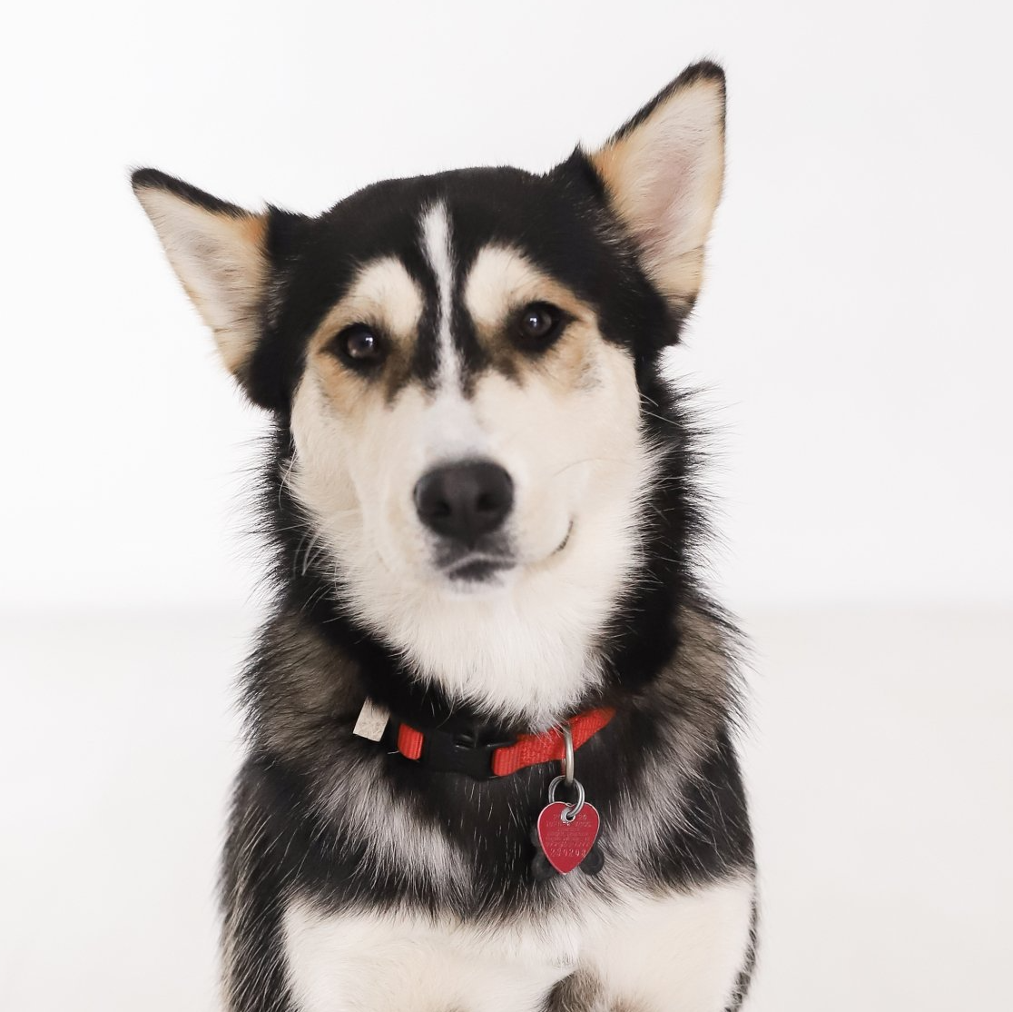 a husky dog wearing a red collar and a heart shaped tag who provides animal  assisted therapy