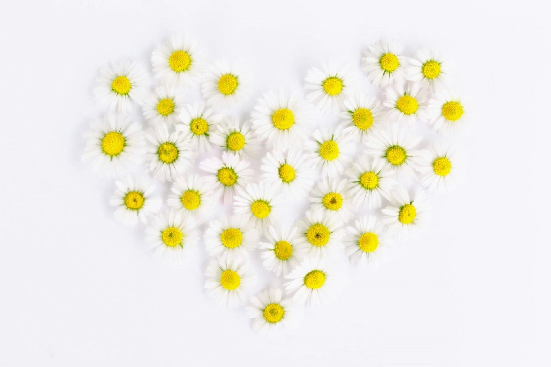 A heart made of daisies on a white background.