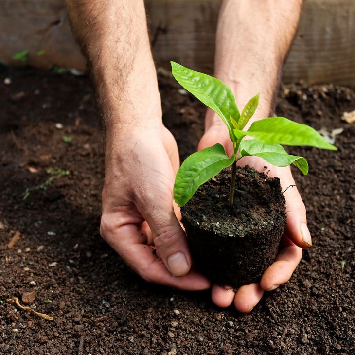 Une personne tient une petite plante dans ses mains