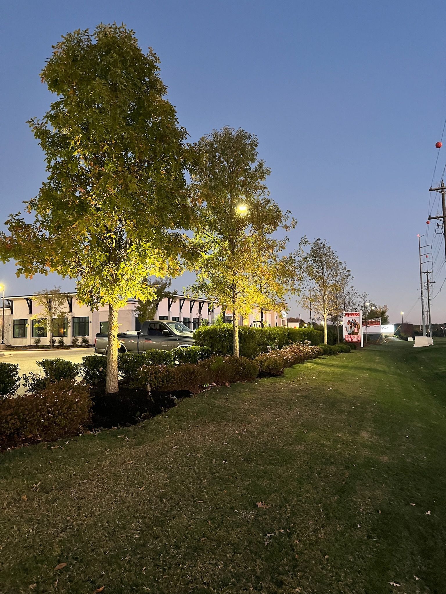 Trees with illuminated foliage line a grassy median with low flowering plants and buildings in the background.