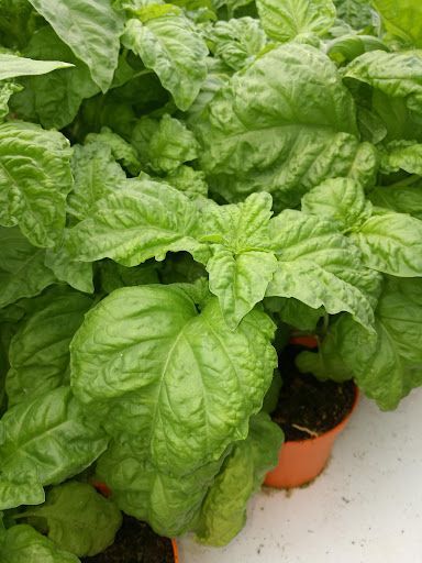 Basilico foglia di lattuga