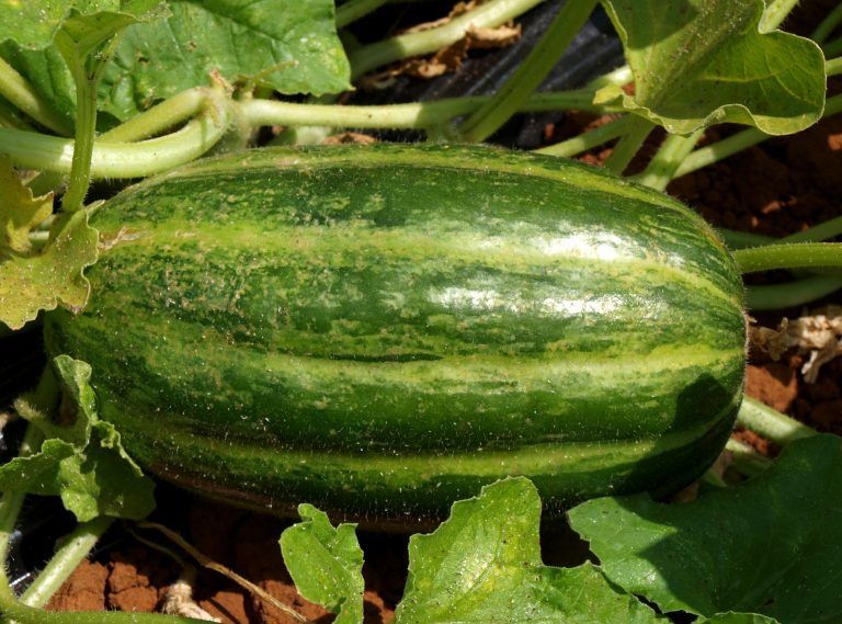 Carosello di leverano