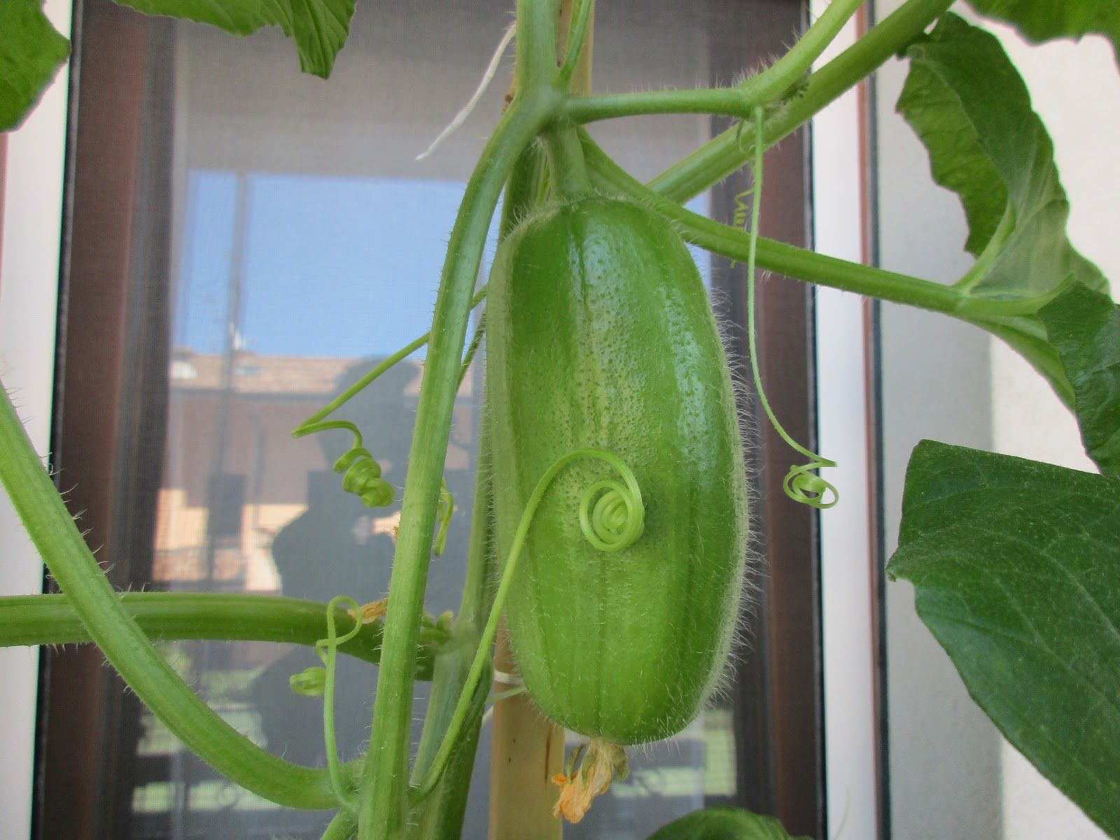 Carosello leccese bianco