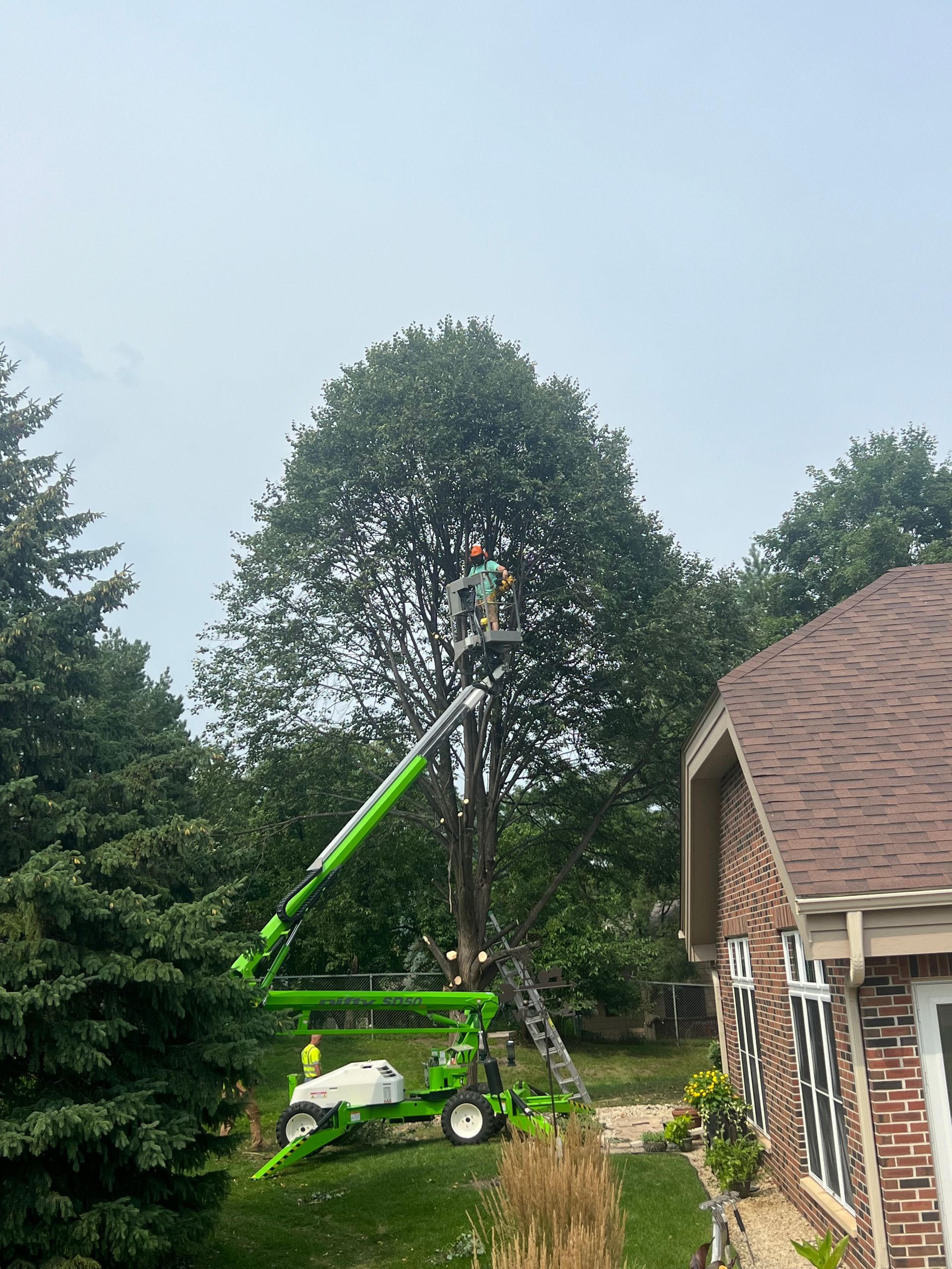 Large Tree Removal | Twin Cities | LADC Companies