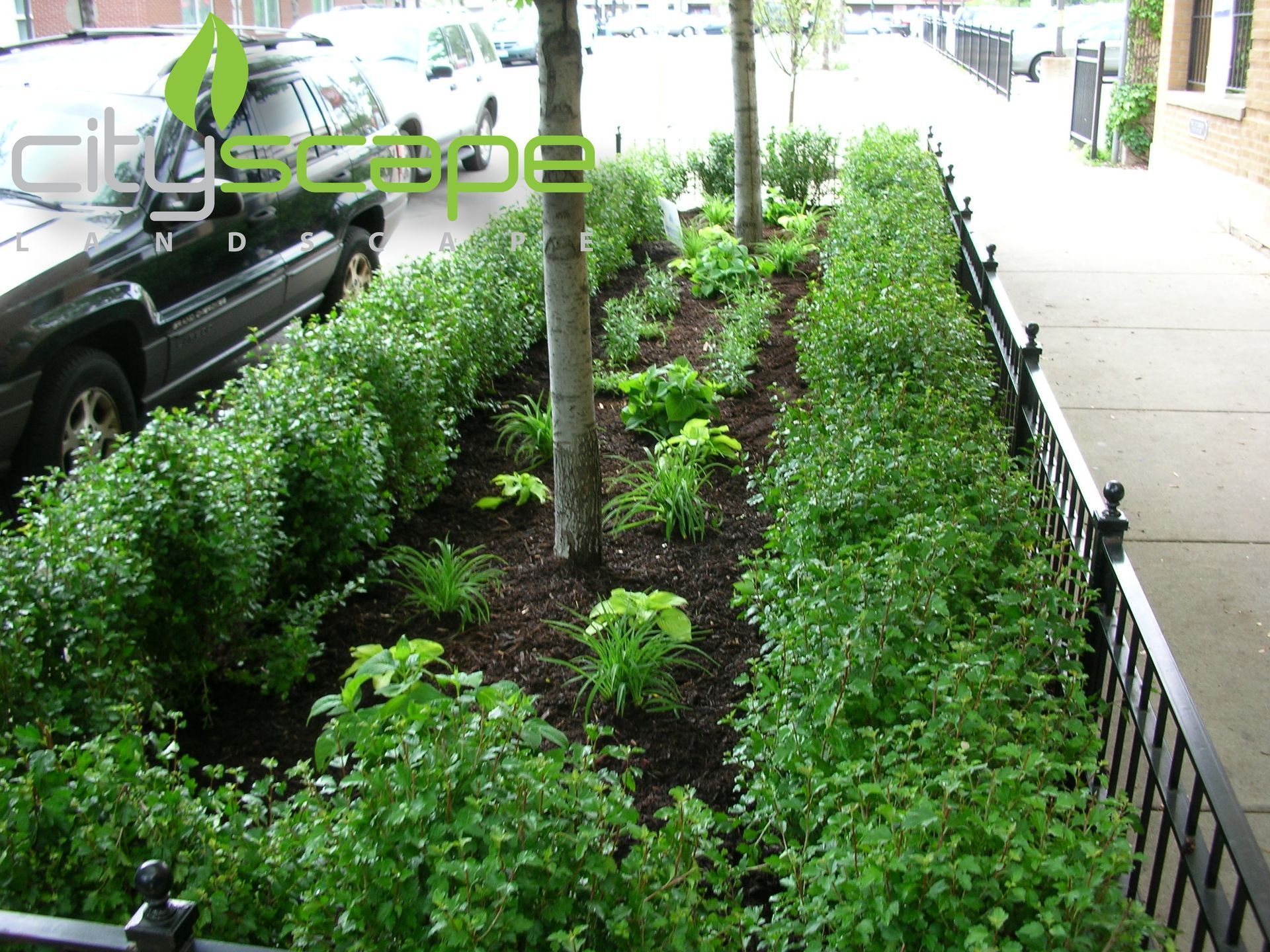 Planter box with trees and bushes next to a sidewalk and parked cars.