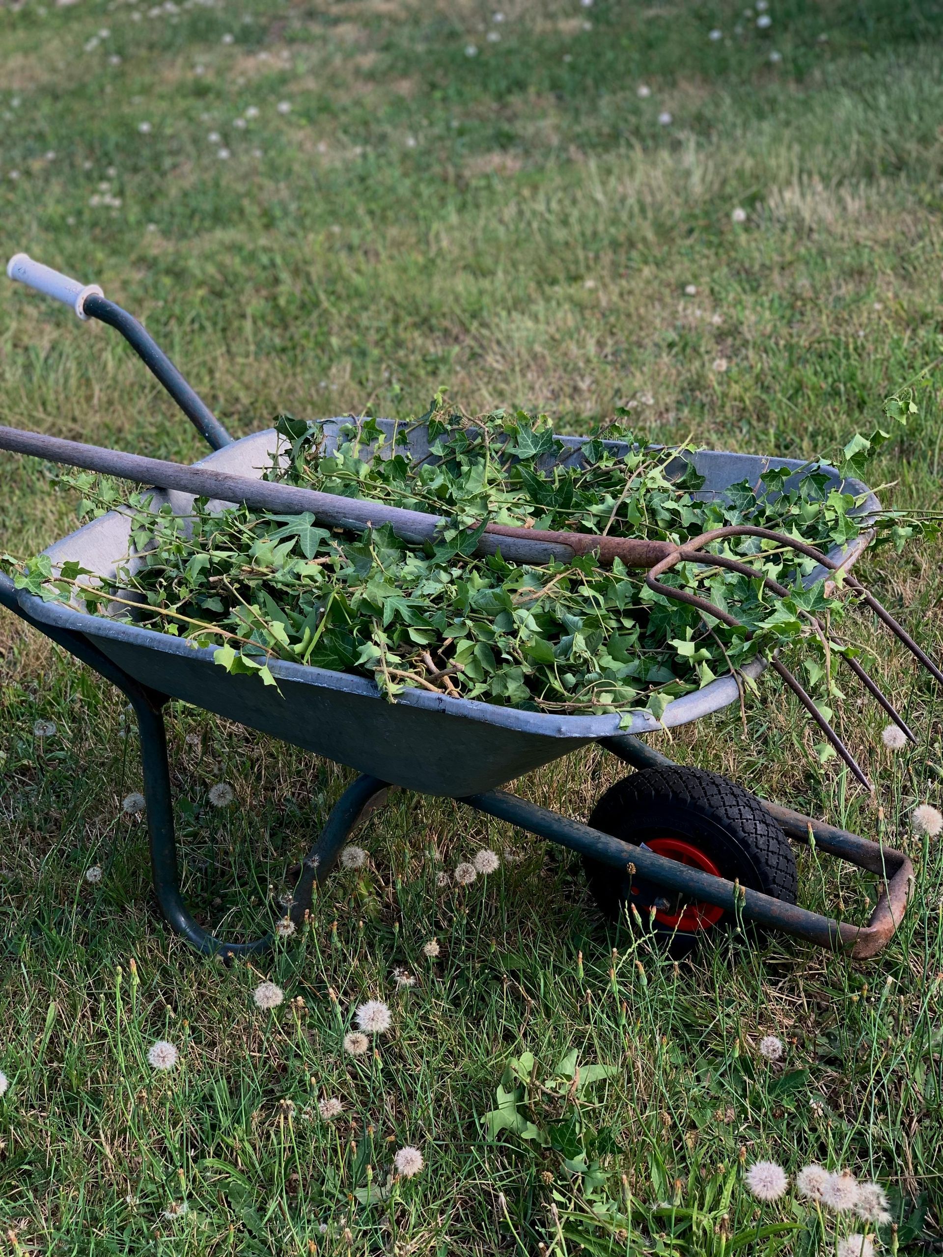 Wheelbarrow filled with yard debris and garden tools on lawn during spring cleanup