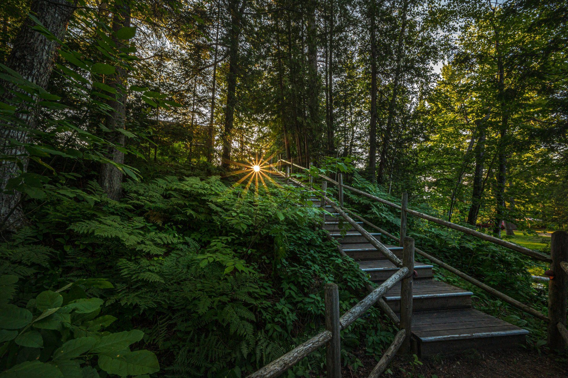stairs leading through forest