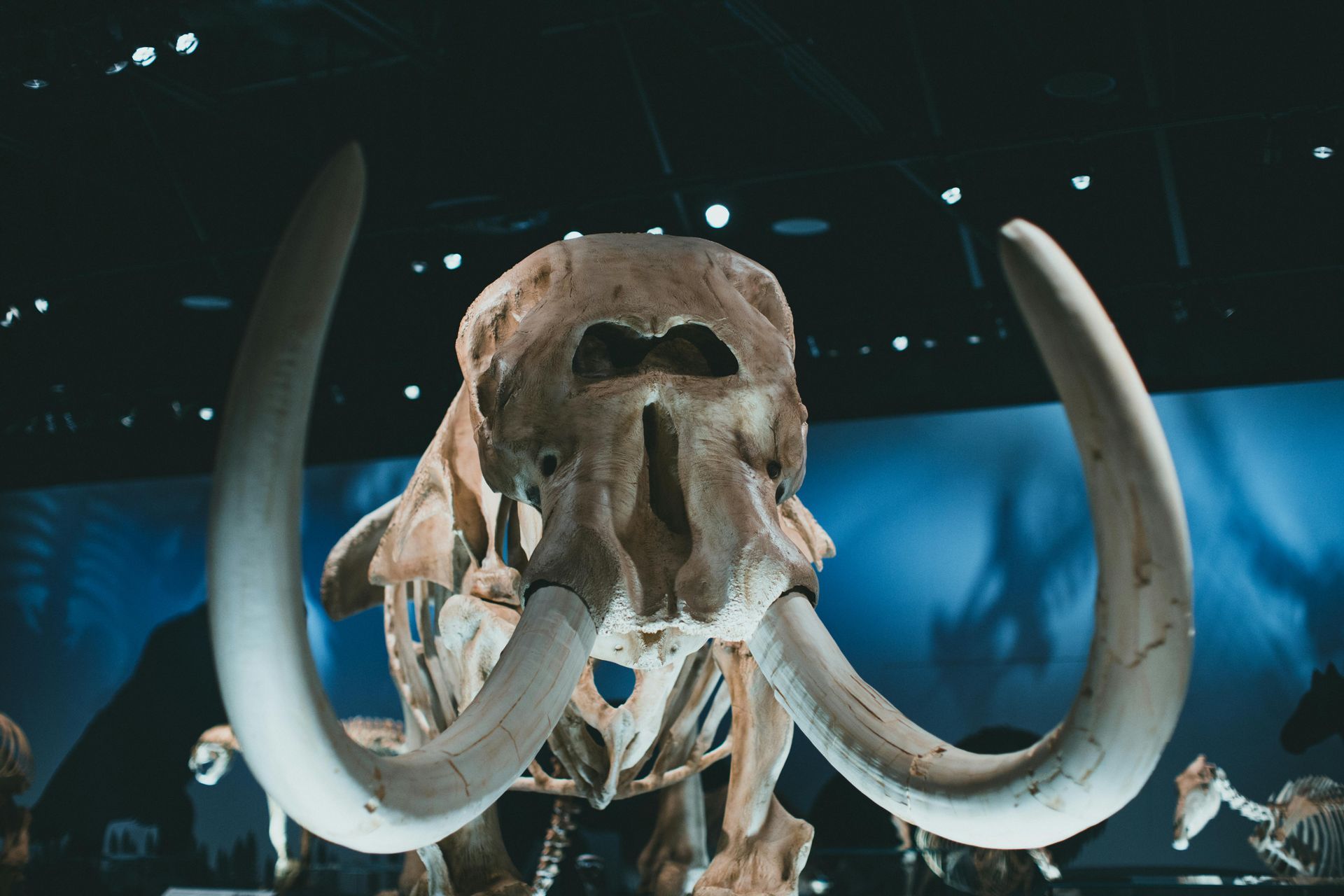 A skull of an elephant with long tusks is on display in a museum.