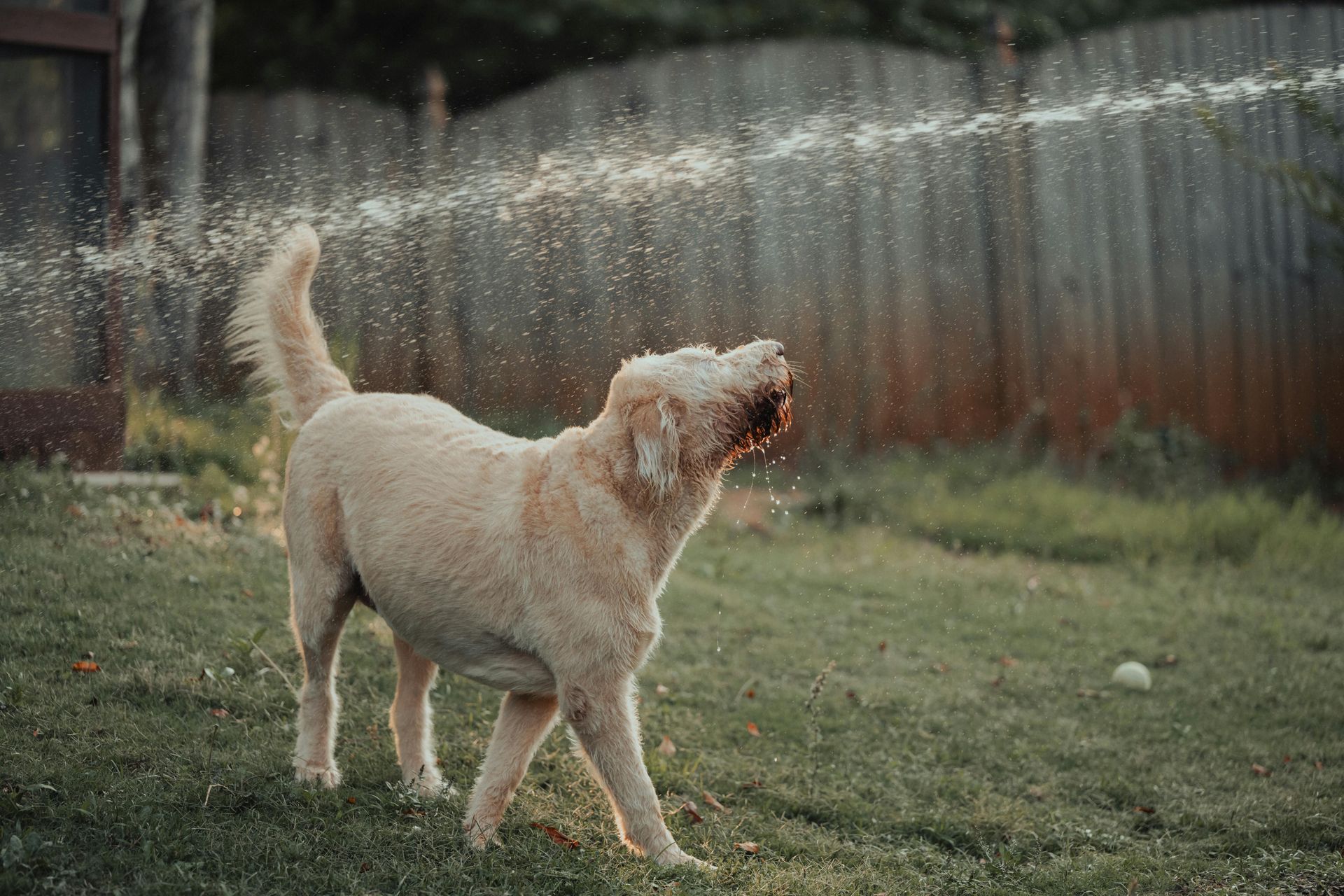 Dog walking through sprinklers