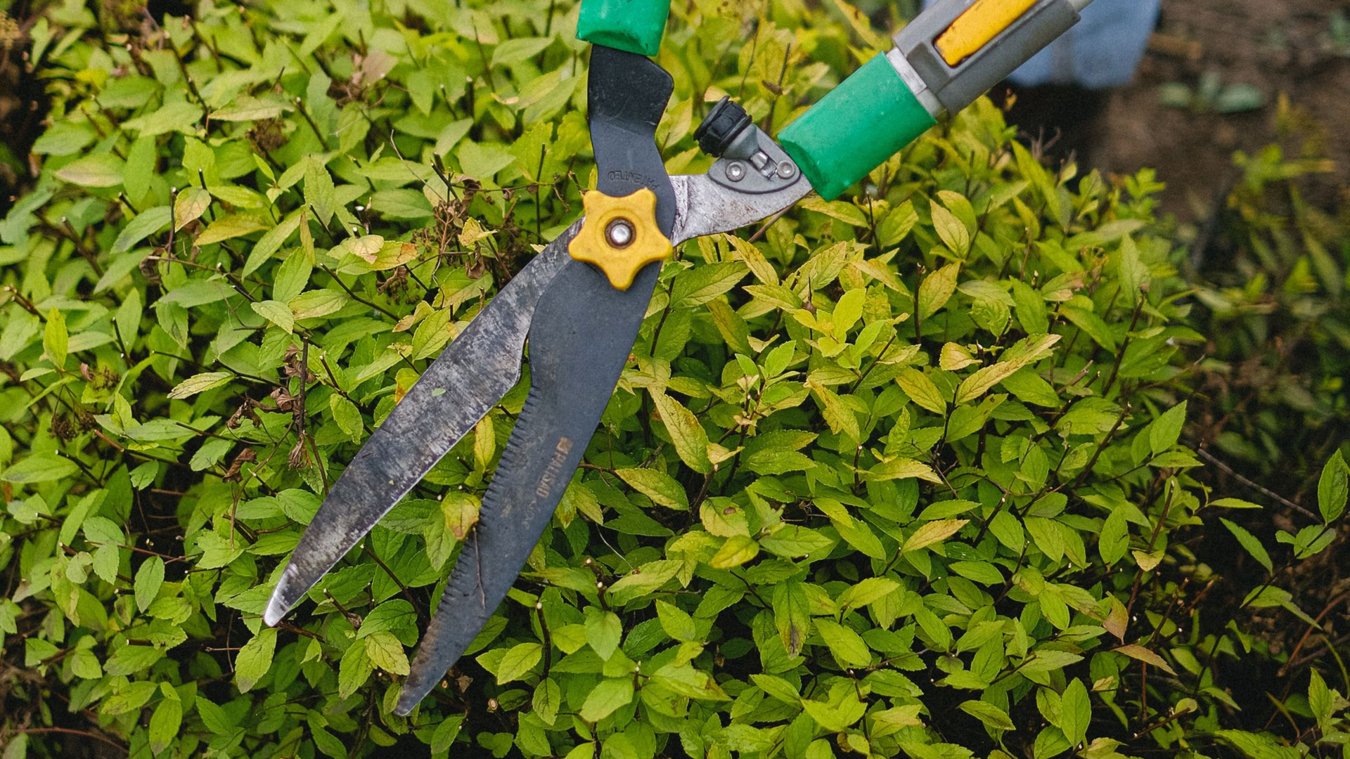 tree service in mill creek washington