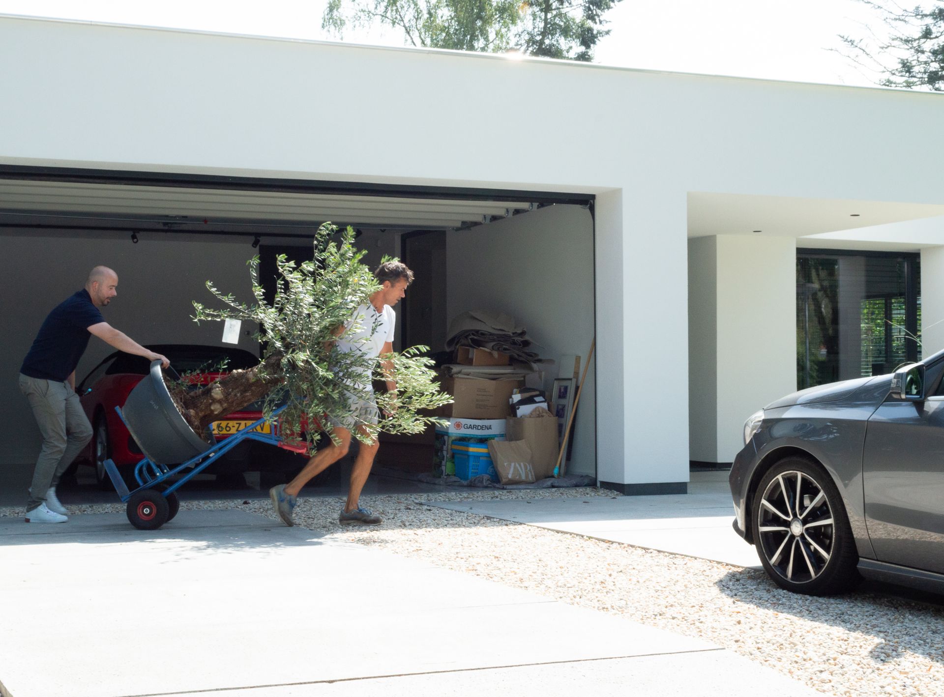 Twee mannen duwen een kar met daarin een olijfboom de tuin in.
