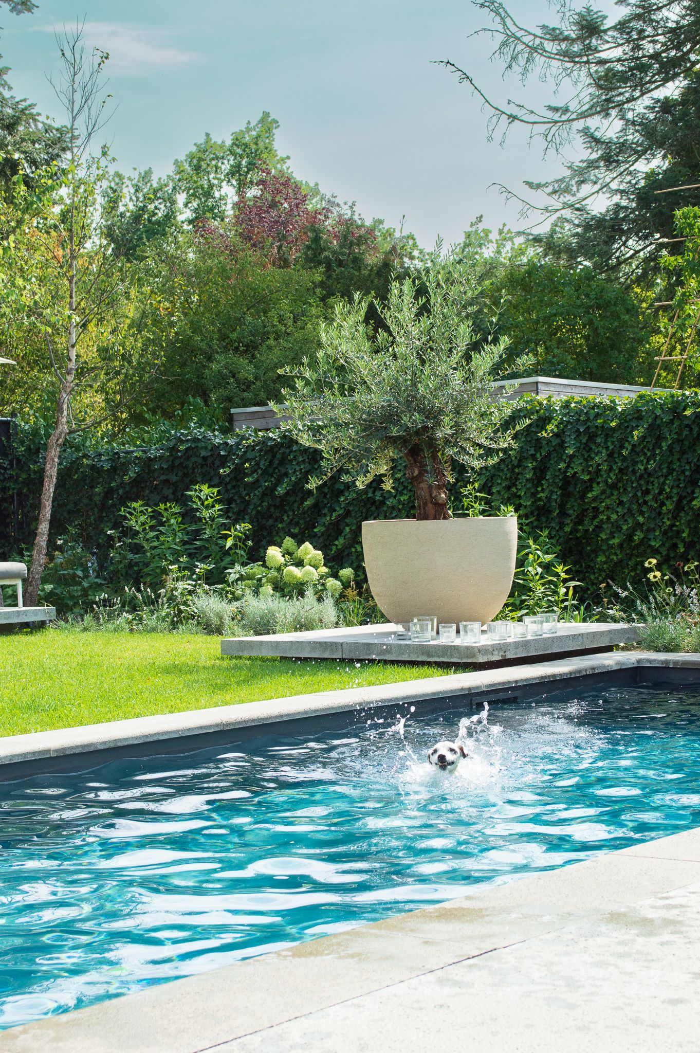 Een hond springt in een zwembad in de achtertuin.