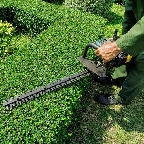 Professional Lawn Worker Trimming Bush