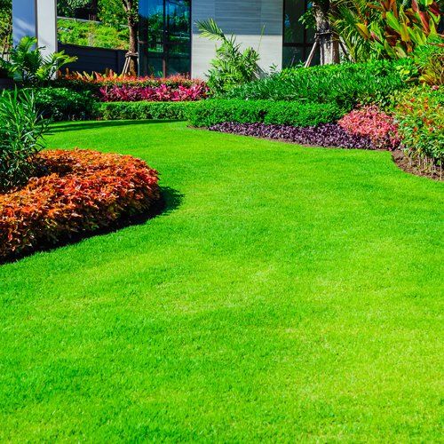 Beautiful and Clean Lawn