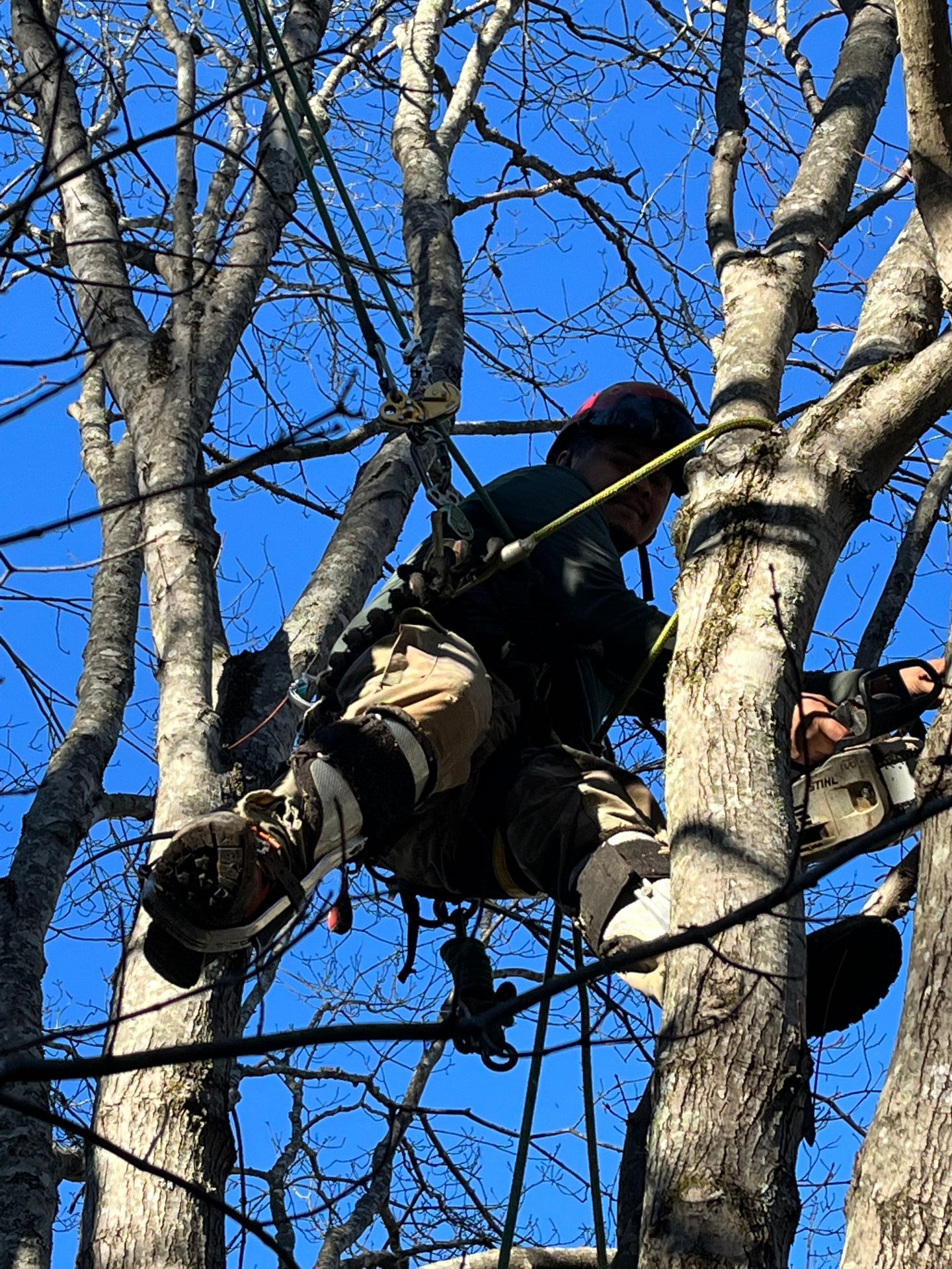 Workers removing hazardous tree branches