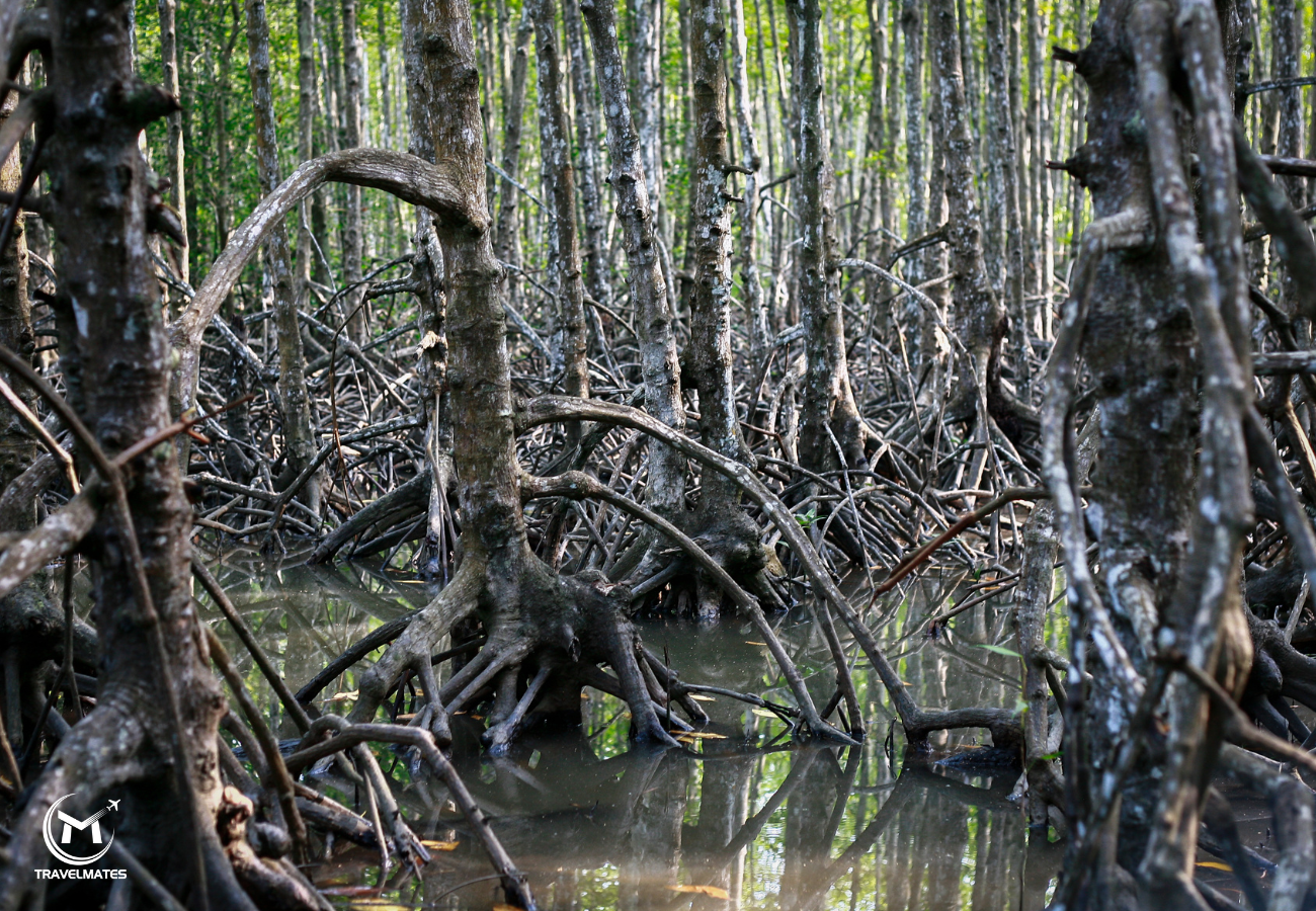 Get up close to the green mangrove forest with Travelmates