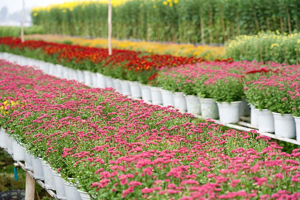 Flower gardens in Mekong