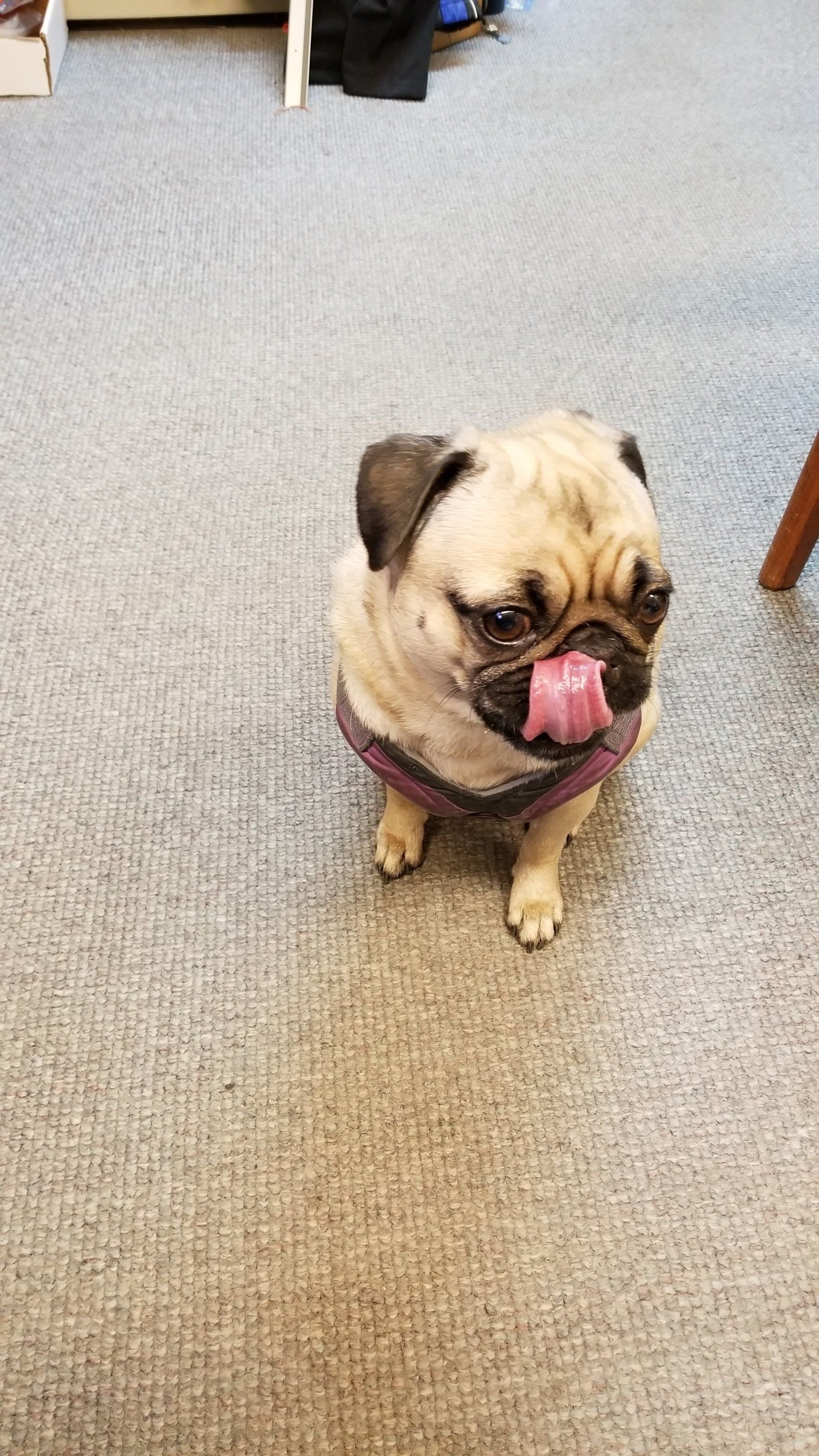 Dog — rv appliances mead wa in Mead, WA