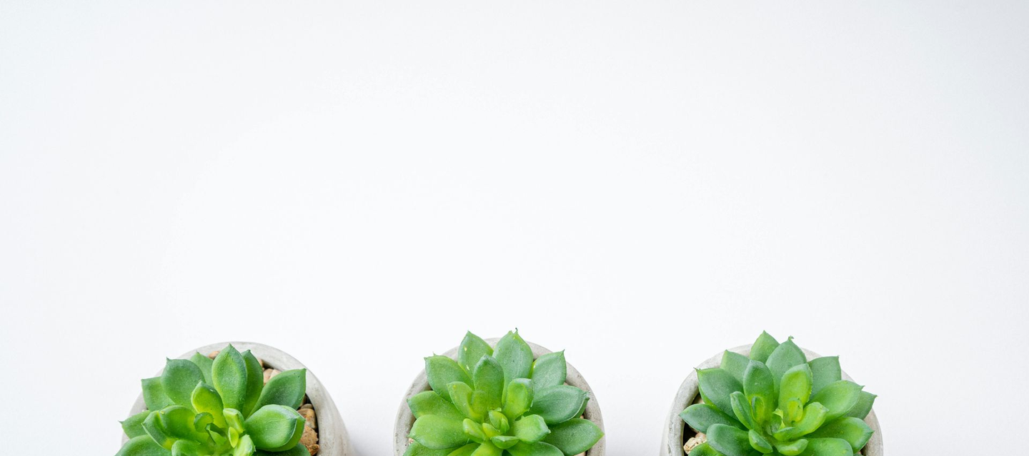 Succulents
