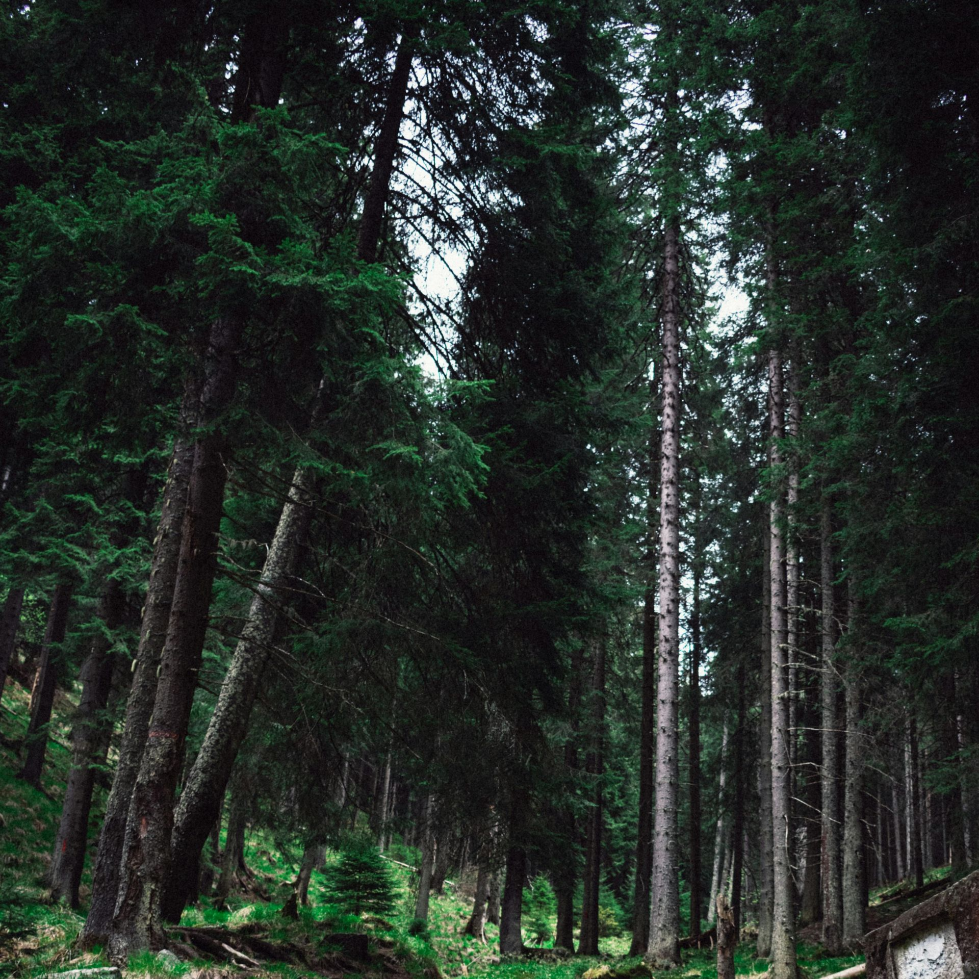 tree-service-redmond-washington