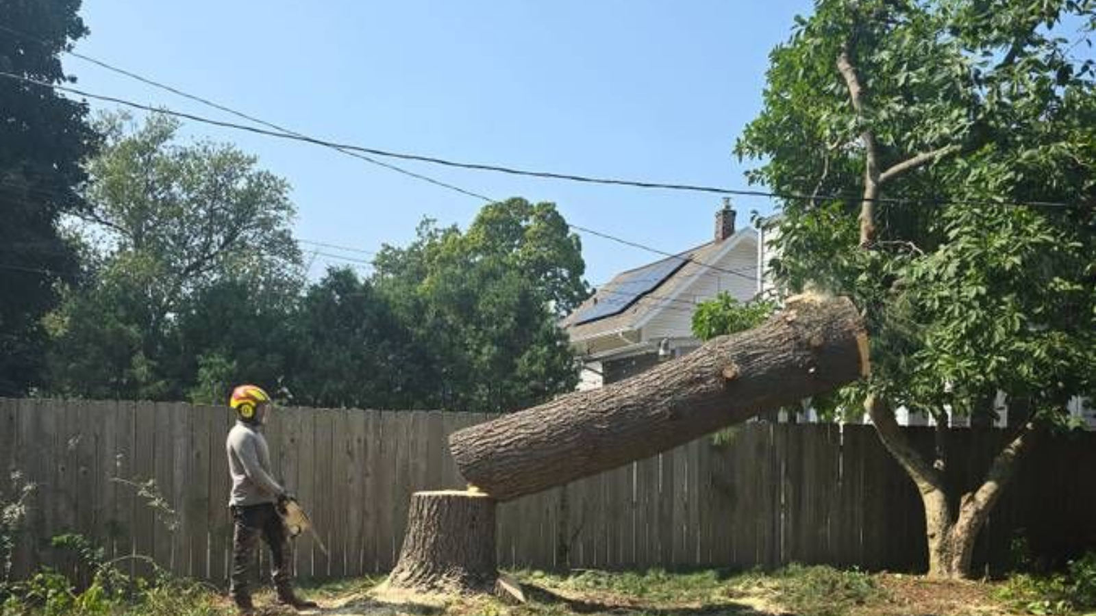 tree-service-redmond-washington