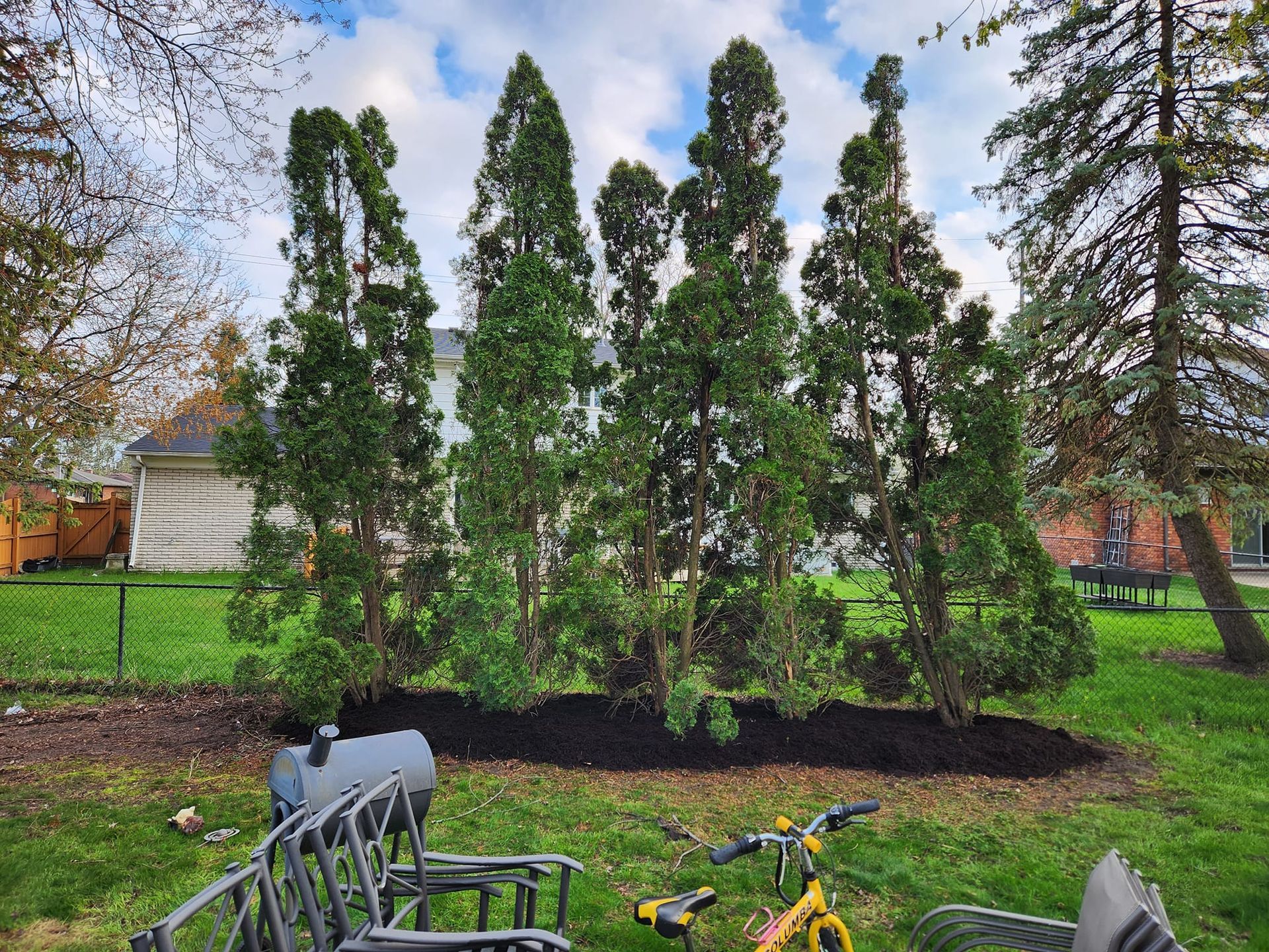 Green evergreen trees in a backyard, mulched bed, against a house. Black chairs and a yellow bicycle in the foreground.