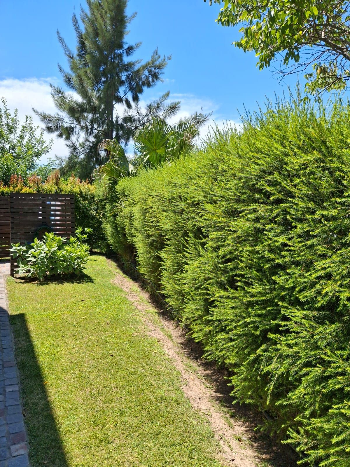 Un jardinero con un delantal verde poda con tijeras un arbusto redondeado en un jardín trasero bien cuidado.