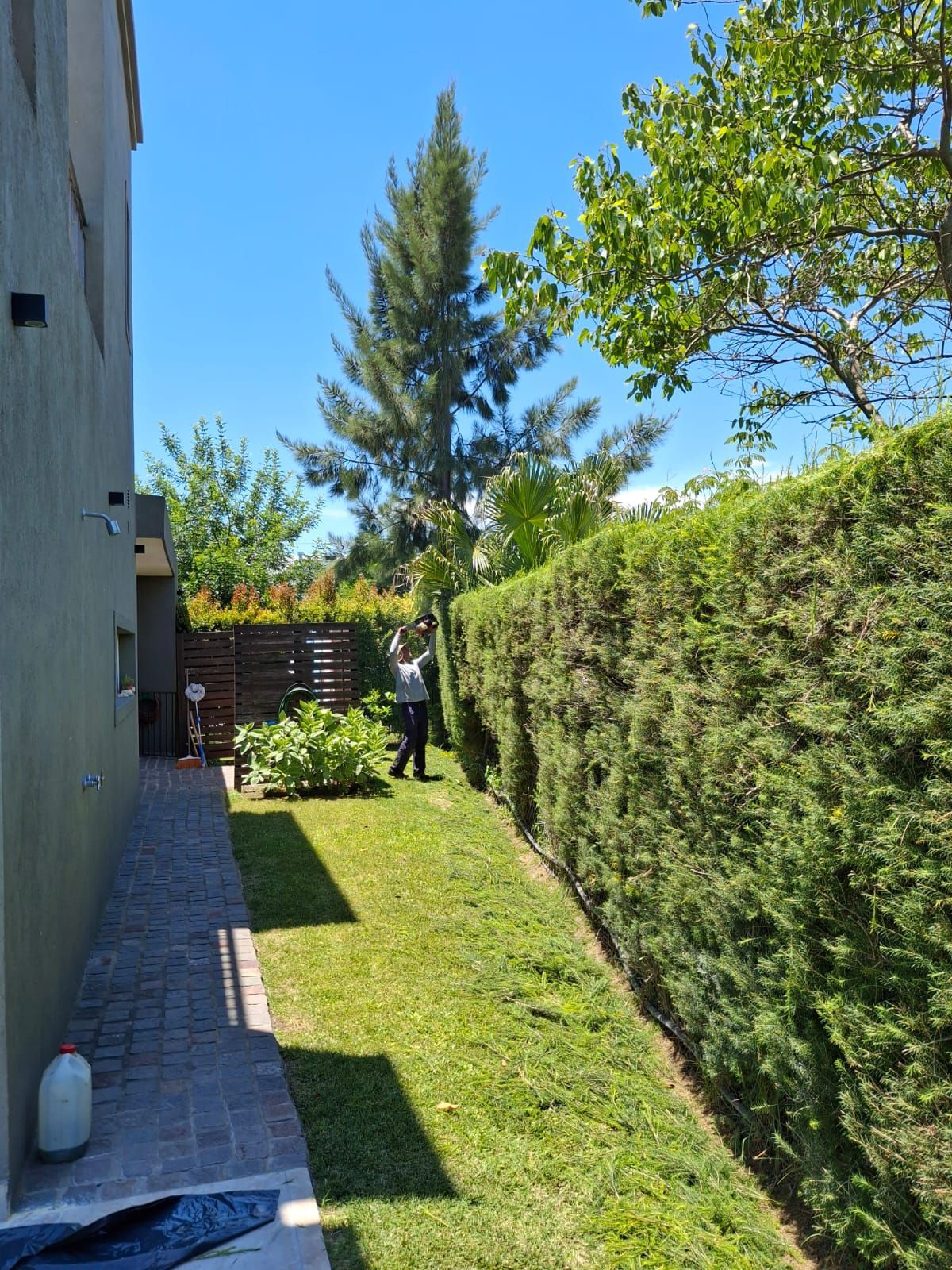 Una persona poda un seto alto y verde en un patio lateral soleado, junto a un camino pavimentado y la pared de un edificio.