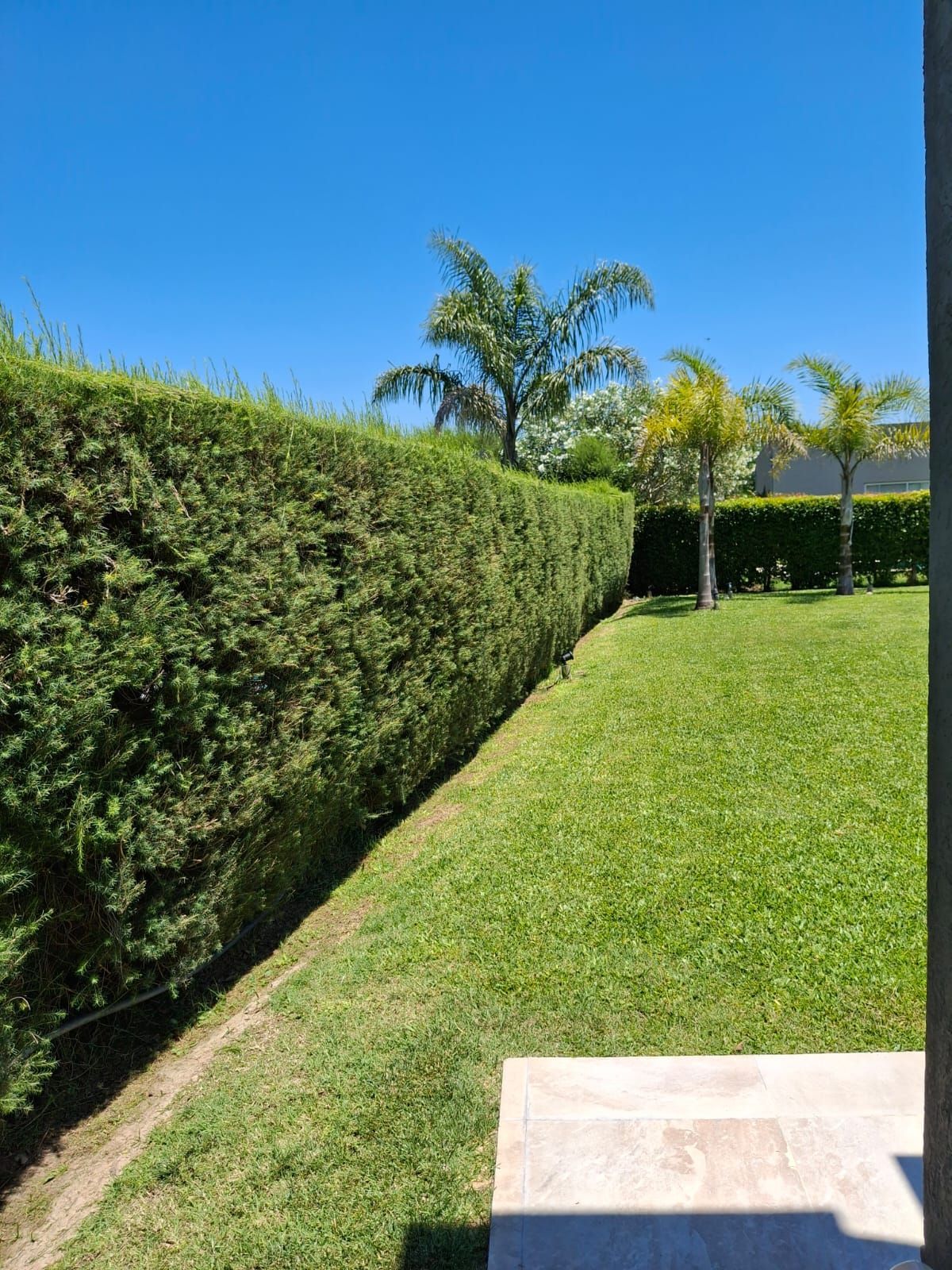 Un seto bien cuidado bordea un césped de un verde intenso bajo un cielo azul brillante, con palmeras al fondo.