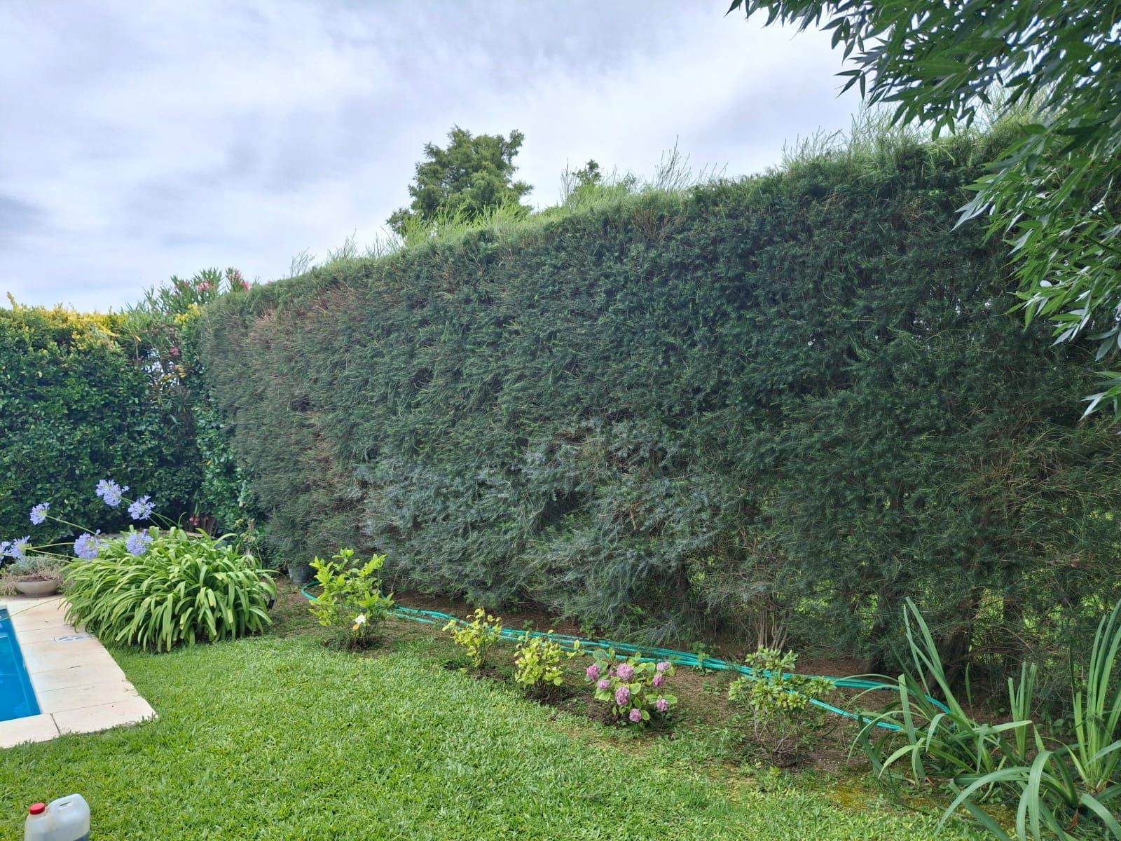 Un seto alto y tupido de color verde bordea un césped bien cuidado junto a una piscina, con pequeñas plantas
