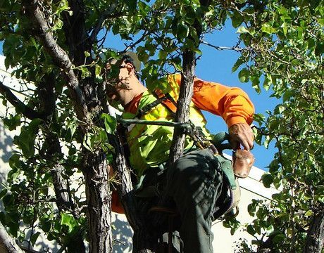 Pruning — Calistoga, CA — Pacific Tree Care