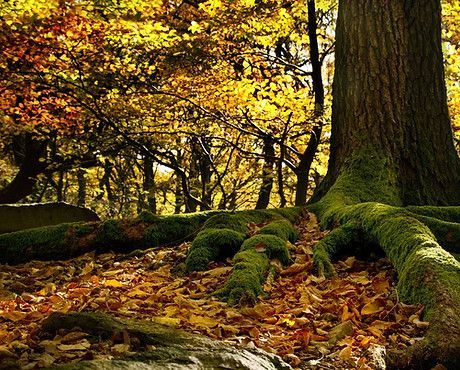 Root Zone Enhancement — Calistoga, CA — Pacific Tree Care