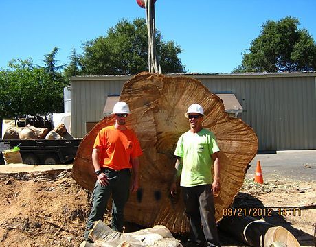 Tree Removal — Calistoga, CA — Pacific Tree Care