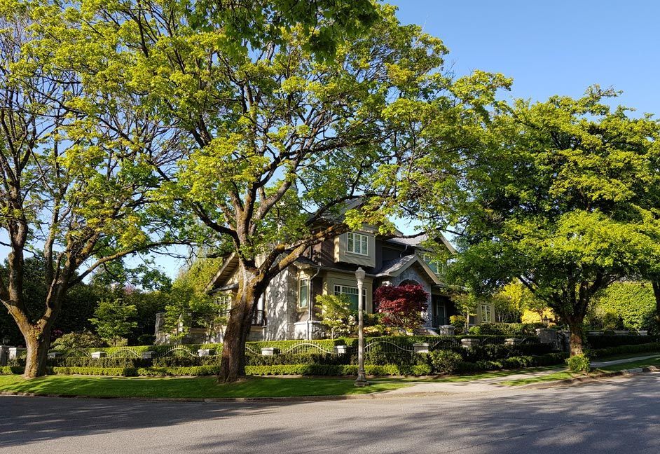 Trees Near House — Calistoga, CA — Pacific Tree Care