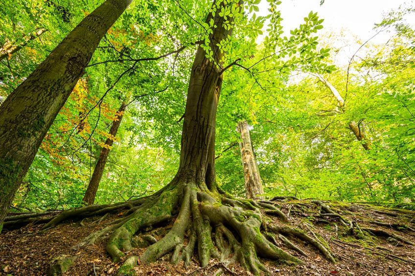 Tall Tree Roots — Calistoga, CA — Pacific Tree Care