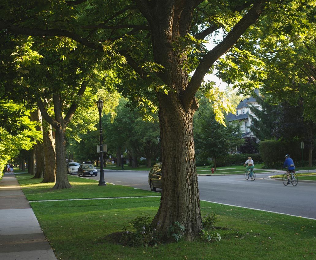 Trees On Street — Calistoga, CA — Pacific Tree Care