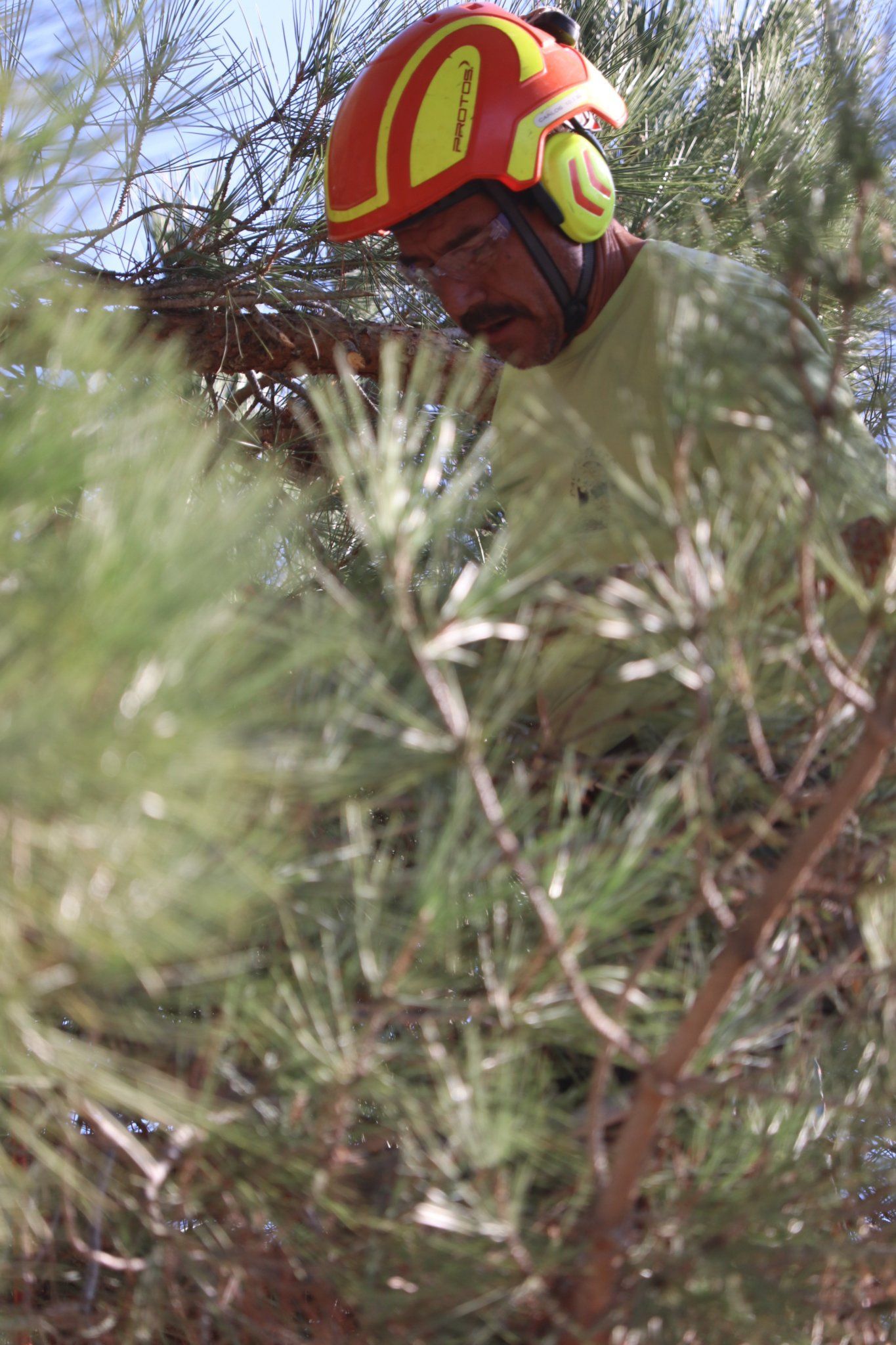 Clearing Area — Calistoga, CA — Pacific Tree Care