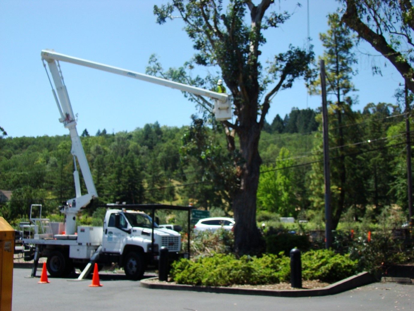 Tree Pruning — Calistoga, CA — Pacific Tree Care